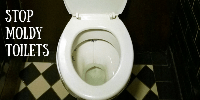 Black mold in toilet